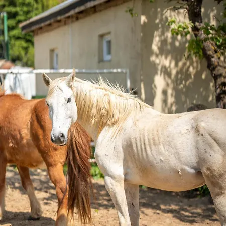 Деревянный коттедж Sielanka