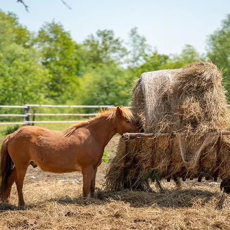 Sielanka Lodge Niechorze