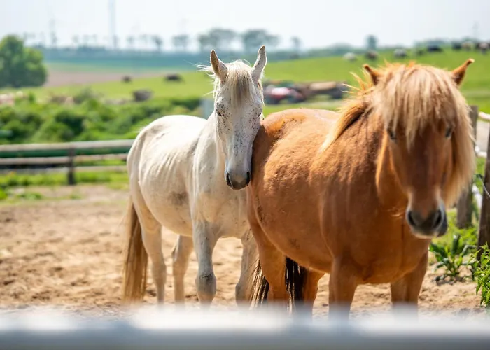 بيت خشبي Sielanka