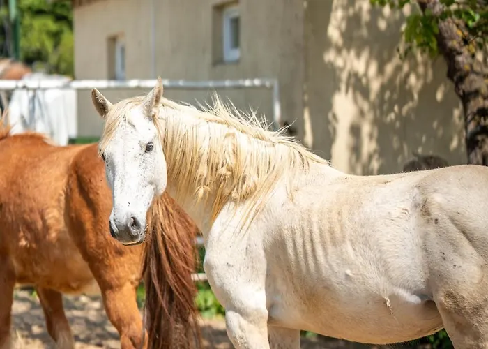 بيت خشبي Sielanka