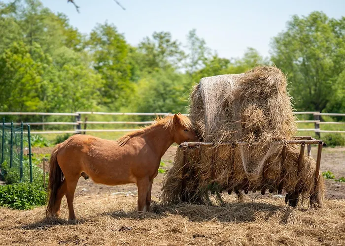 Sielanka بيت خشبي نيخوجة