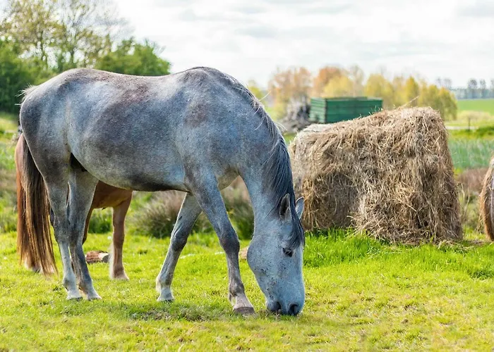 Sielanka بيت خشبي